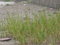 ����ˮ��