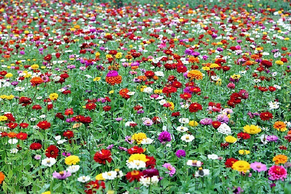 ���ĺ����ջ�