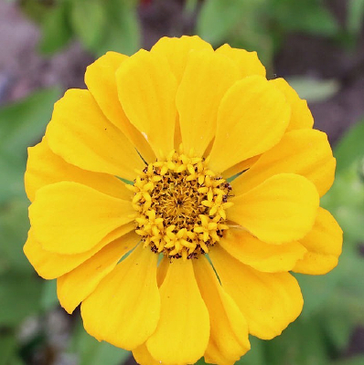 ��ɫ����΢��