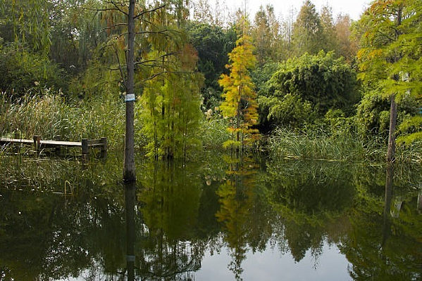 ������Ҷ�������