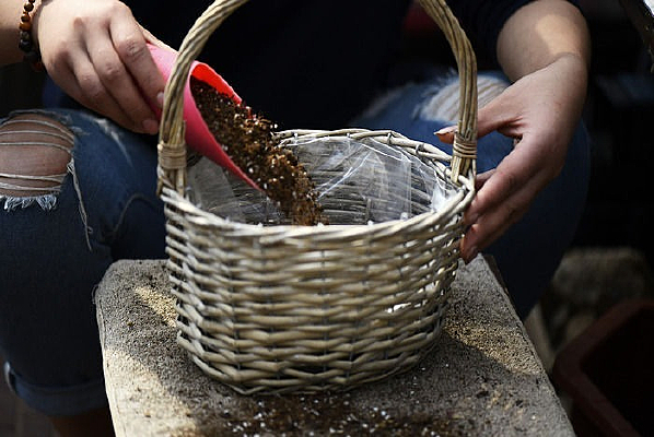 ��Ҷ����ֲ