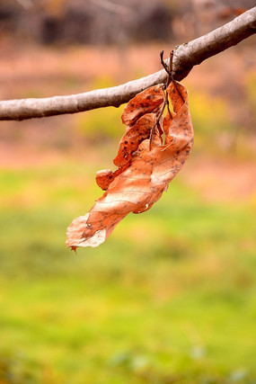 ������Ҷ