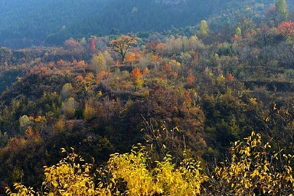 ����ï��