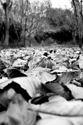 �������Ҷ