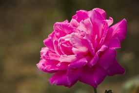 �����ĵ��