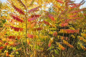 ����ֲ��