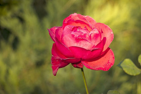 ʢ���Ļ��껨��