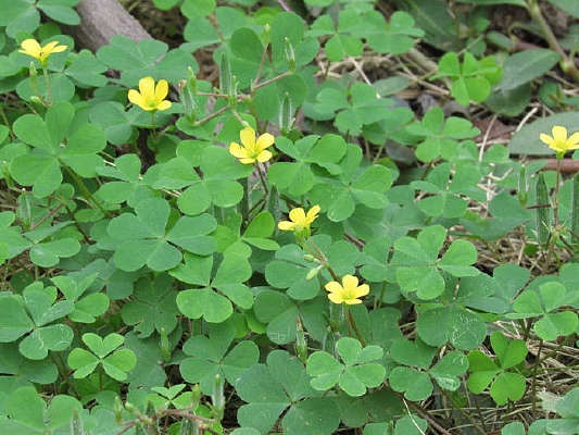 ��Ҷ�ݿ���