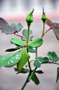 �¼�����