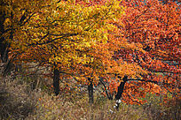 ��ɫ����