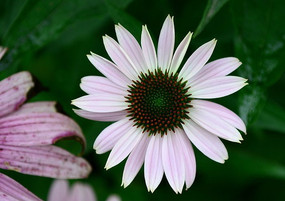 ����ɫ�ɹ���