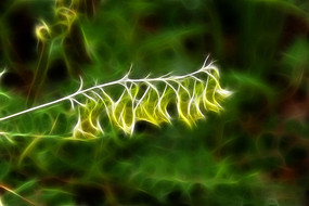 Ұ��ֲ�����