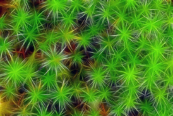 ����ֲ��