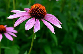 ��ɫ�ɹ���