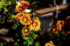 ���ɫ�ľջ�