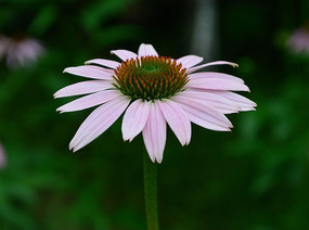 �ɰ����ɹ���