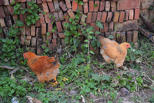 ��ʳ��С��