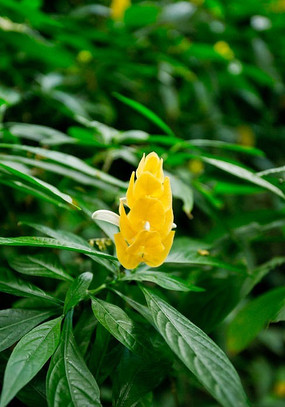 һ�������