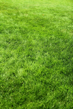 ����ɫ�ݵ�