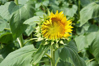 �뿪�����տ�