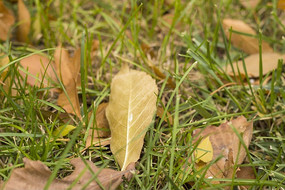 �ݵ���ӳ����Ҷ