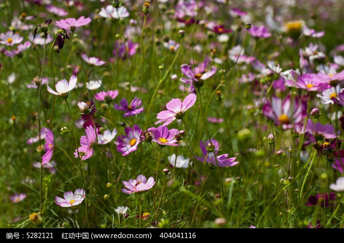 ��Ƭ�ĸ�ɣ��ͼƬ