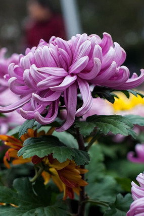 大朵的紫色菊花