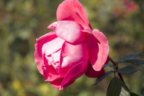 ��ͷ���¼���