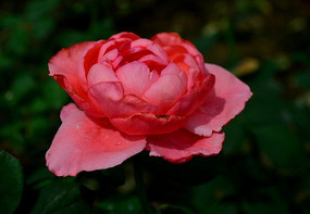 �ۺ�ɫ�¼���