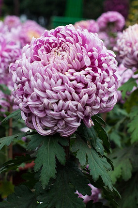 �����ŵ��Ͼ�