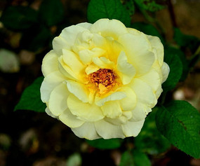 ��ɫ�¼���