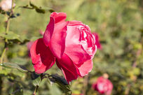 ���ŵķ��¼�