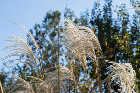 ����紵С��