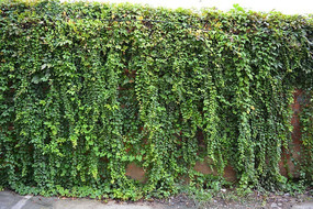 ïʢ����ɽ��