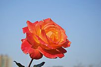 ���������¼�