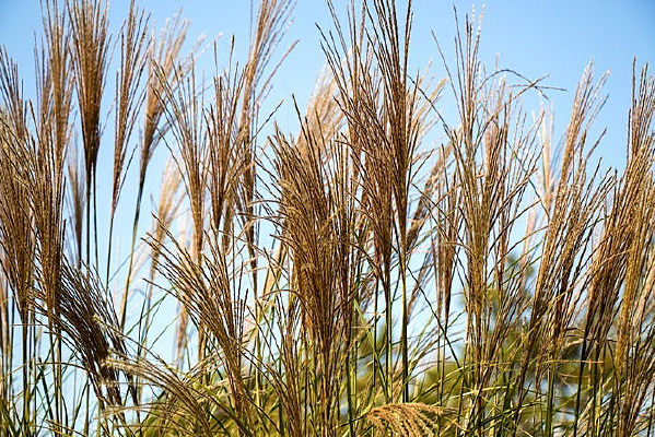 ����Ĳ���