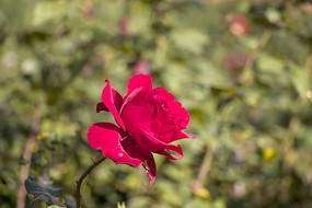 ʢ�����¼�