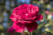 ʢ����õ��