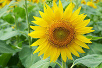 ʢ�������տ�