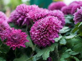 ����ɫ�ջ�