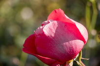 δ�����¼�