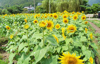 ���տ���