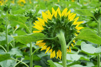 ���տ�����