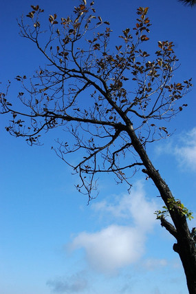 С���Ͱ���