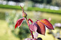 �¼�����