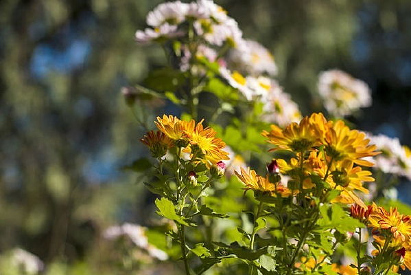 �����ϻ�