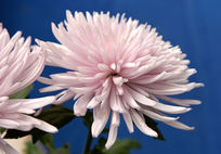 �ۺ�ɫ�ľջ�