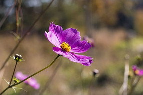 ��ɣ����