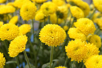 ��ɫ�ջ�����