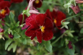 ���ɫ�Ļ���